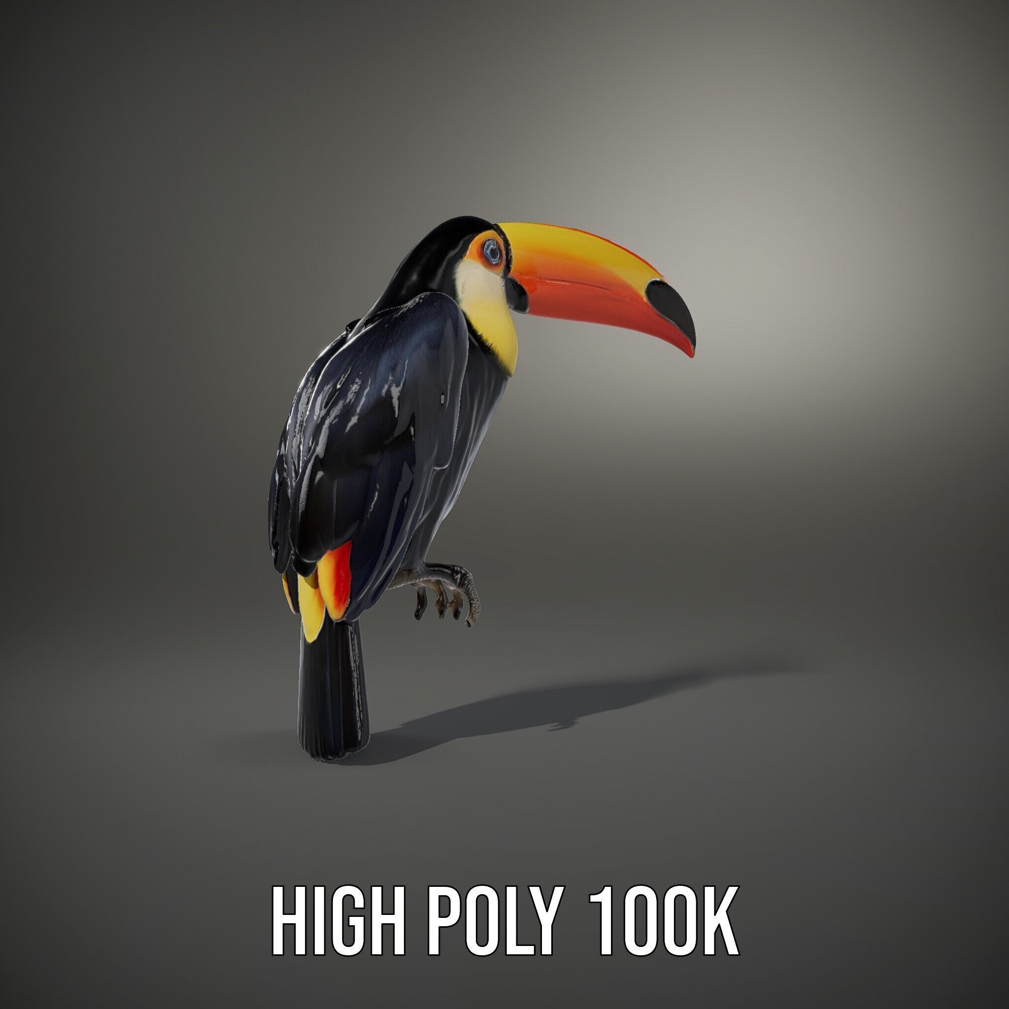 Tropical Toucan Bird D Model Pack Low-poly 3D model_12