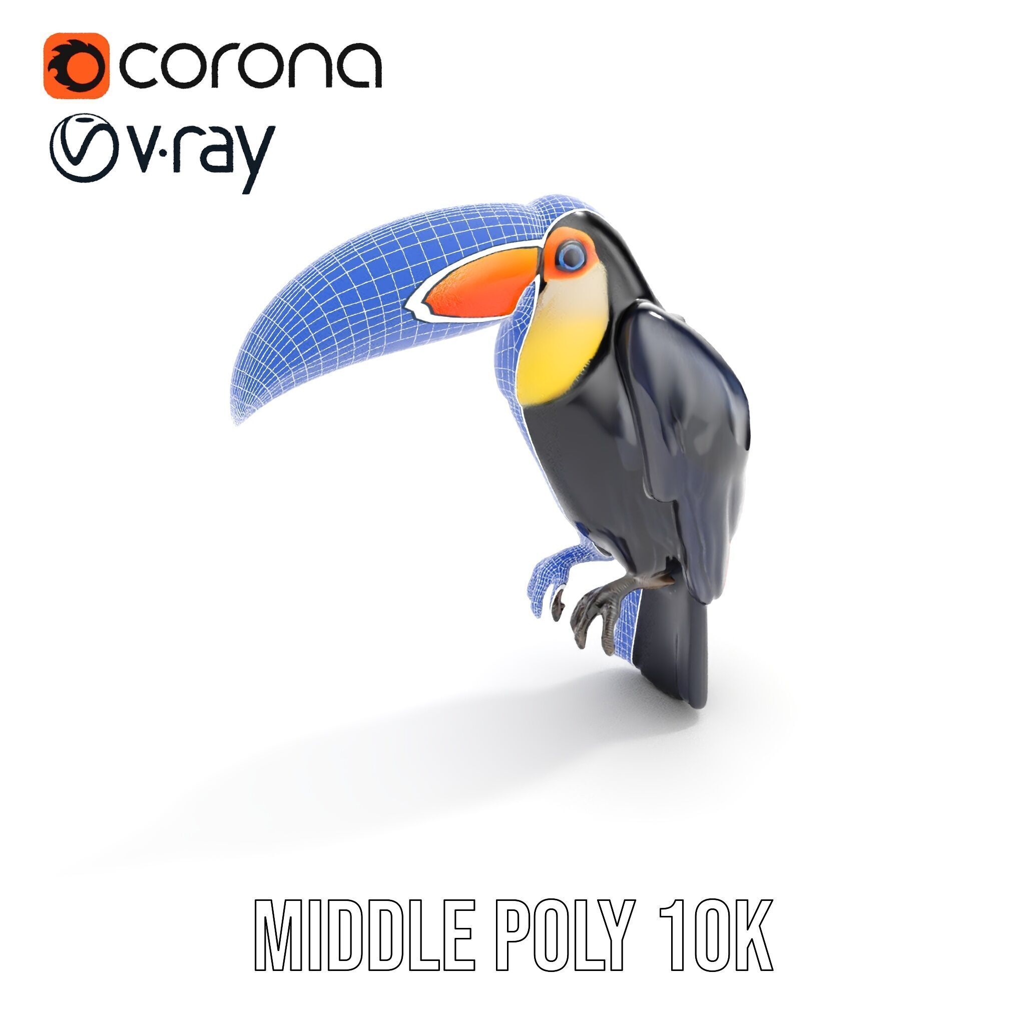 Tropical Toucan Bird D Model Pack Low-poly 3D model_7
