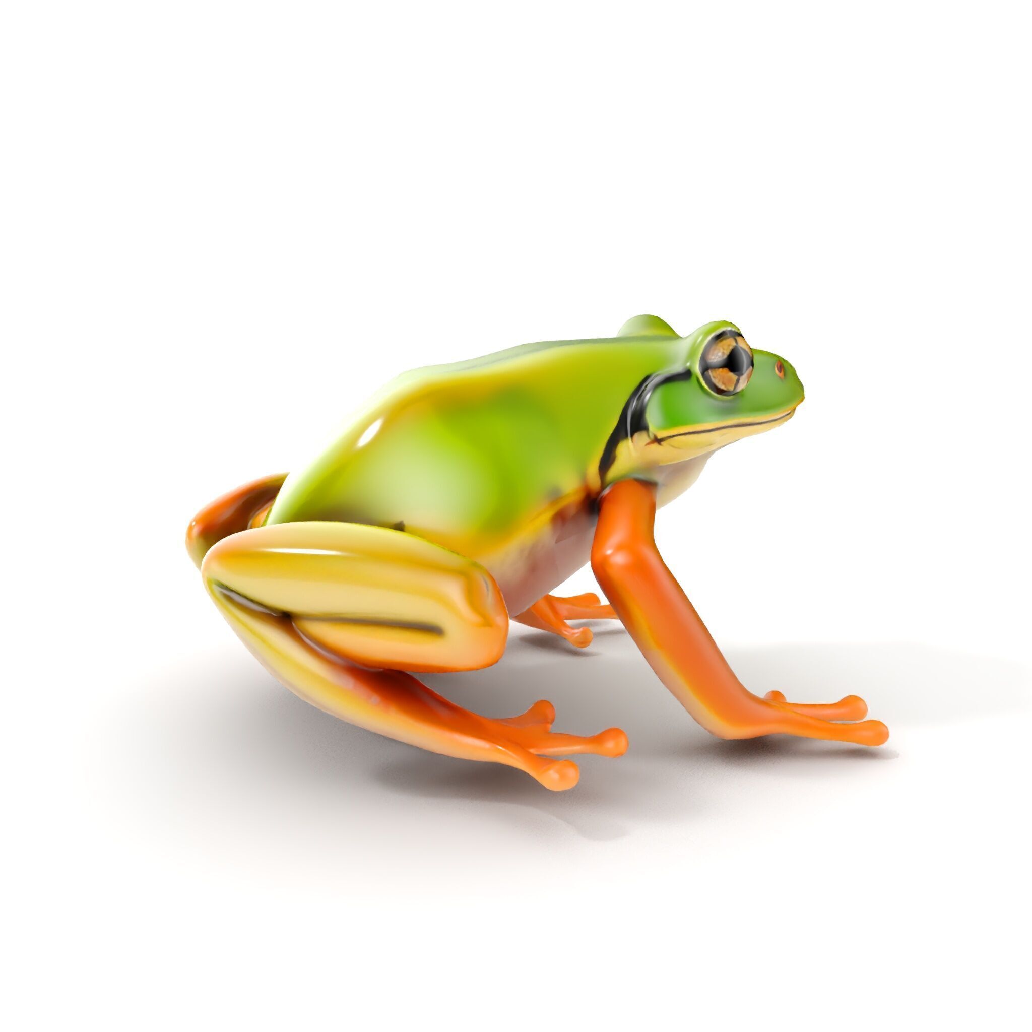 Colorful Frog Model Pack for D Rendering and Animations Low-poly 3D model_13