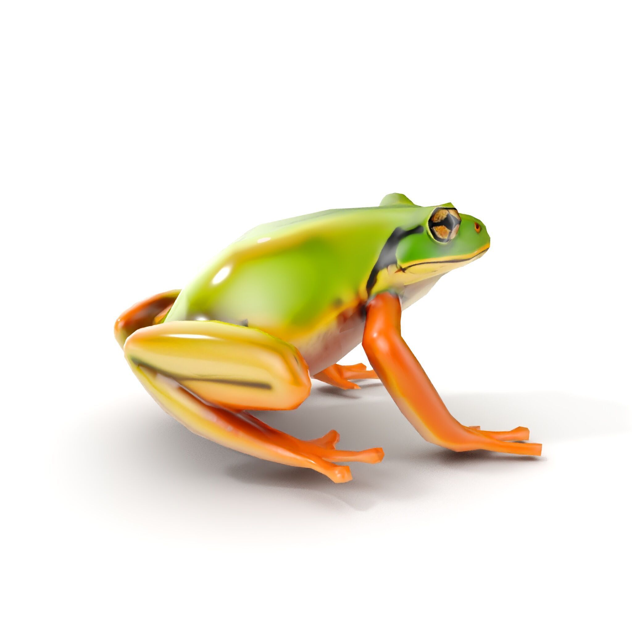 Colorful Frog Model Pack for D Rendering and Animations Low-poly 3D model_8
