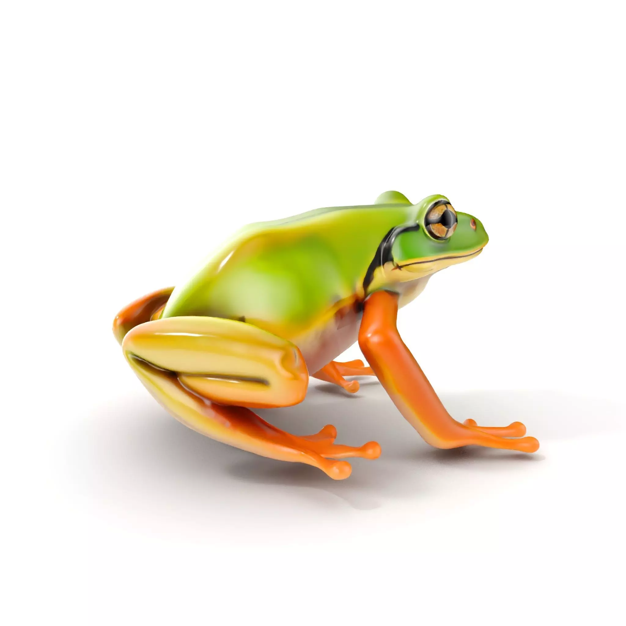 Colorful Frog Model Pack for D Rendering and Animations Low-poly 3D model_0