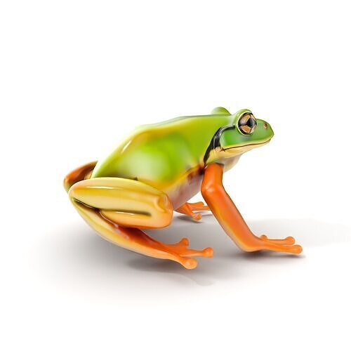 Colorful Frog Model Pack for D Rendering and Animations Low-poly 3D model