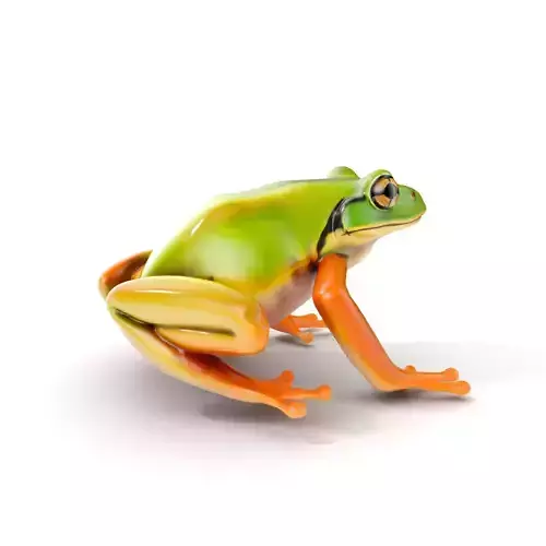 Colorful Frog Model Pack for D Rendering and Animations Low-poly 3D model