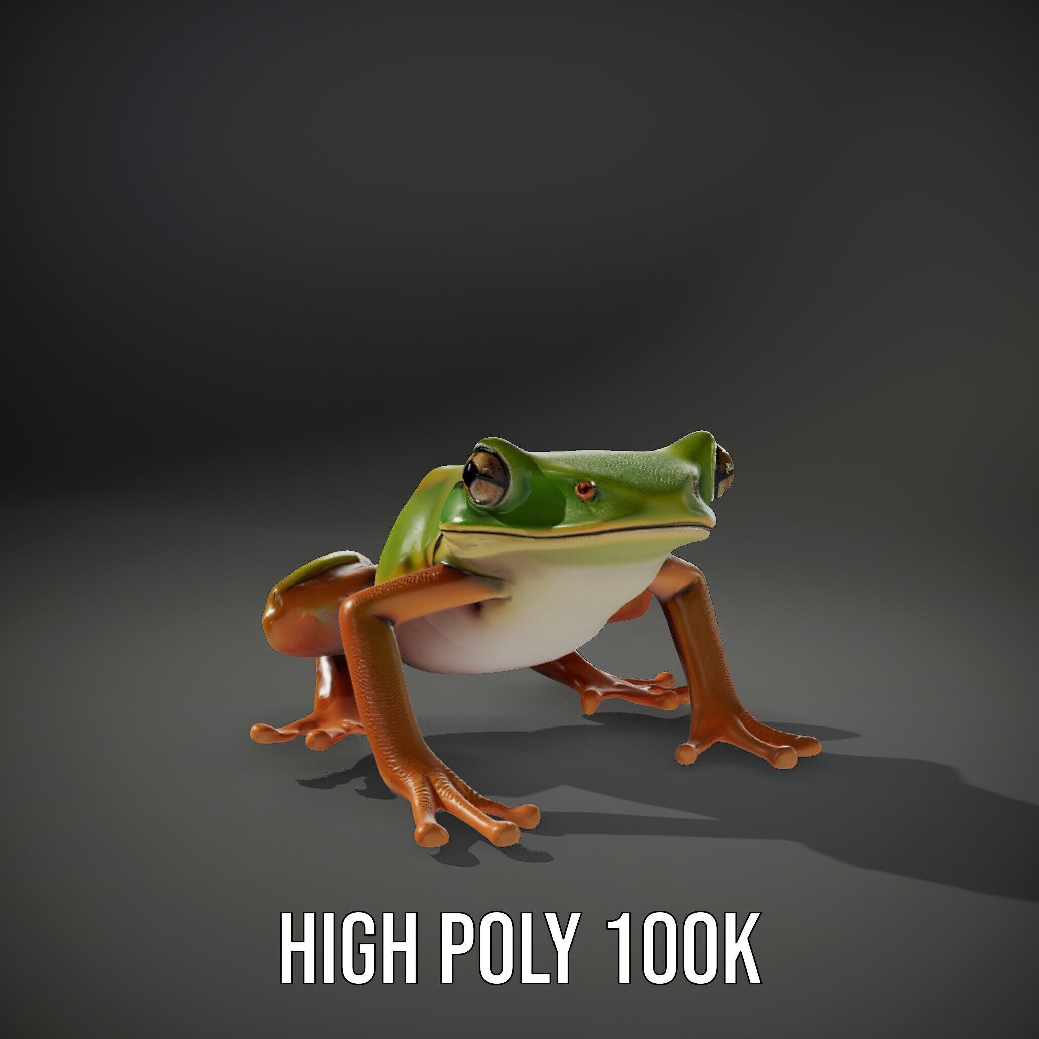 Colorful Frog Model Pack for D Rendering and Animations Low-poly 3D model_9
