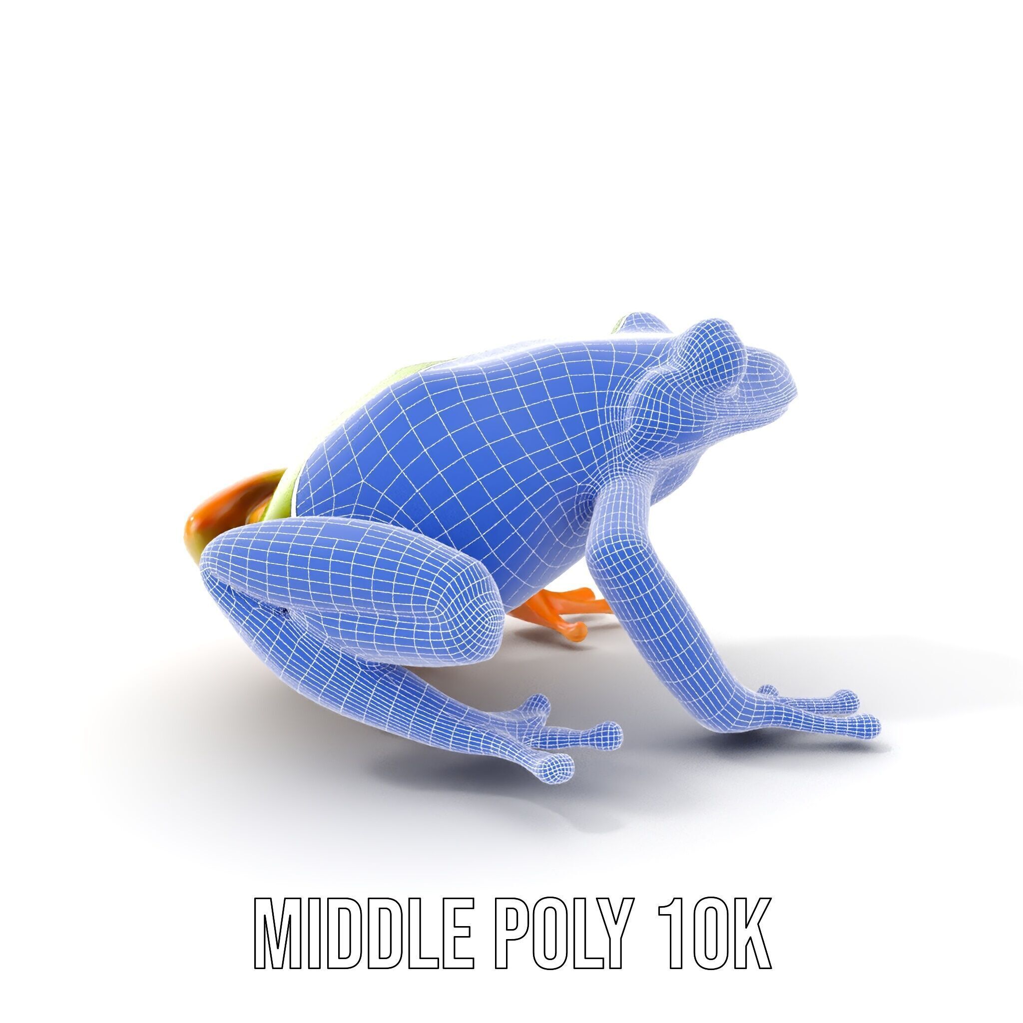 Colorful Frog Model Pack for D Rendering and Animations Low-poly 3D model_20