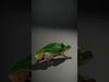 Natures Creations 3D Pack 3D Model Collection_6