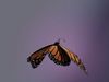 Butterfly Monarch 3D model_1