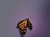 Butterfly Monarch 3D model_2