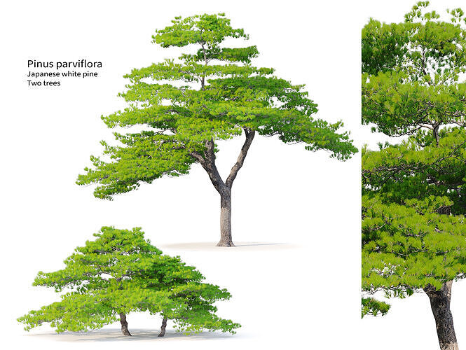 Pinus parviflora 02 3D model