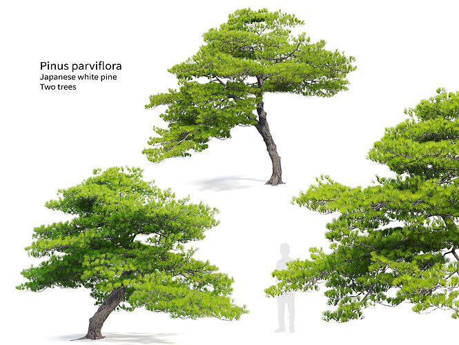 Pinus parviflora 03 3D model