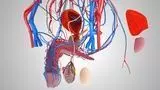 Male Reproductive And Urinary System 3D model_3