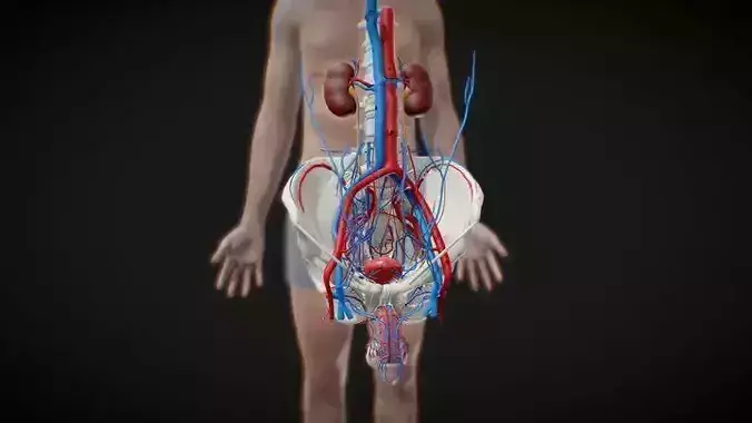 Male Reproductive And Urinary System
