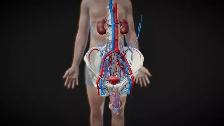 Male Reproductive And Urinary System 3D model_0