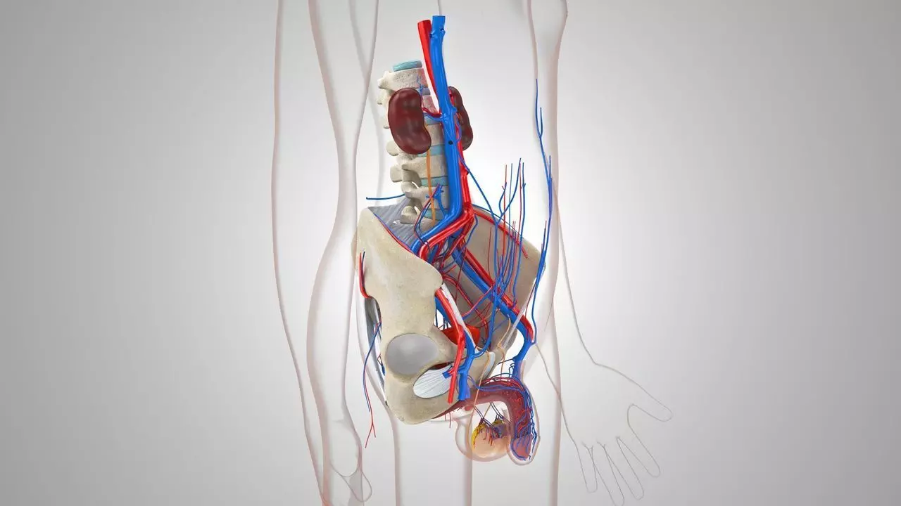 Male Reproductive And Urinary System 3D model_1