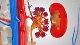 Male Reproductive And Urinary System 3D model_4