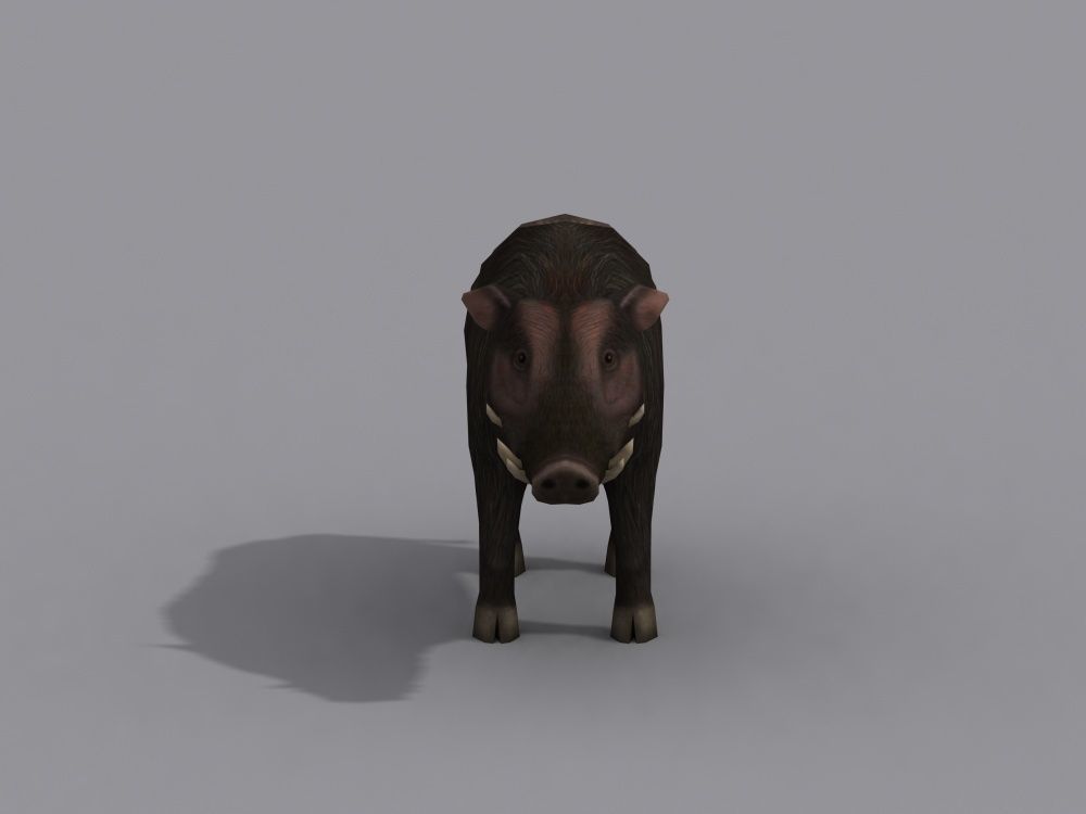 a boar wild Free 3D model_1