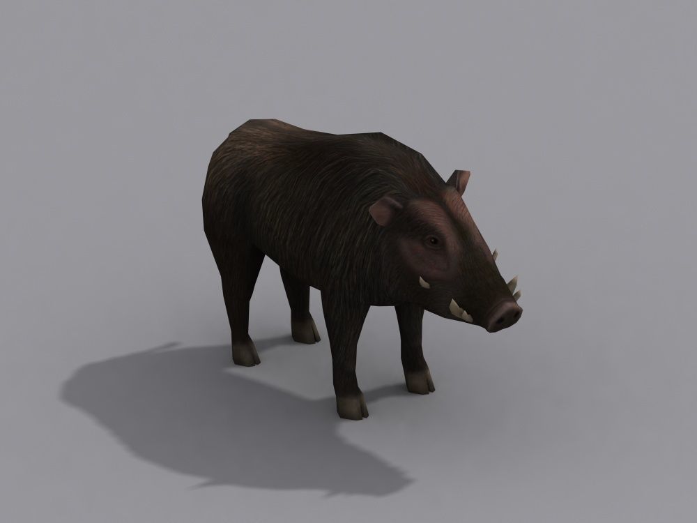 a boar wild Free 3D model_3