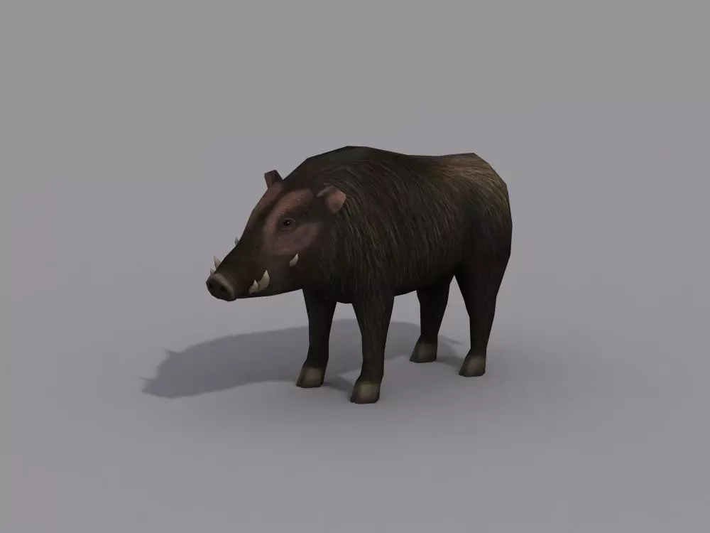 a boar wild Free 3D model_0