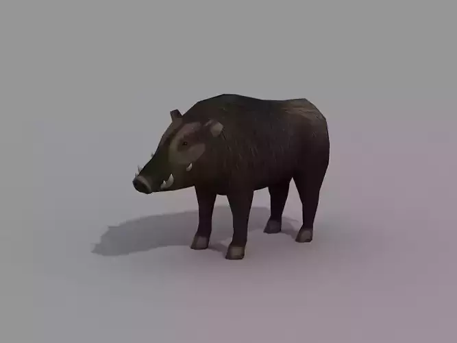 a boar wild