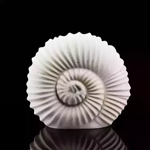 Spiral Shell Decor