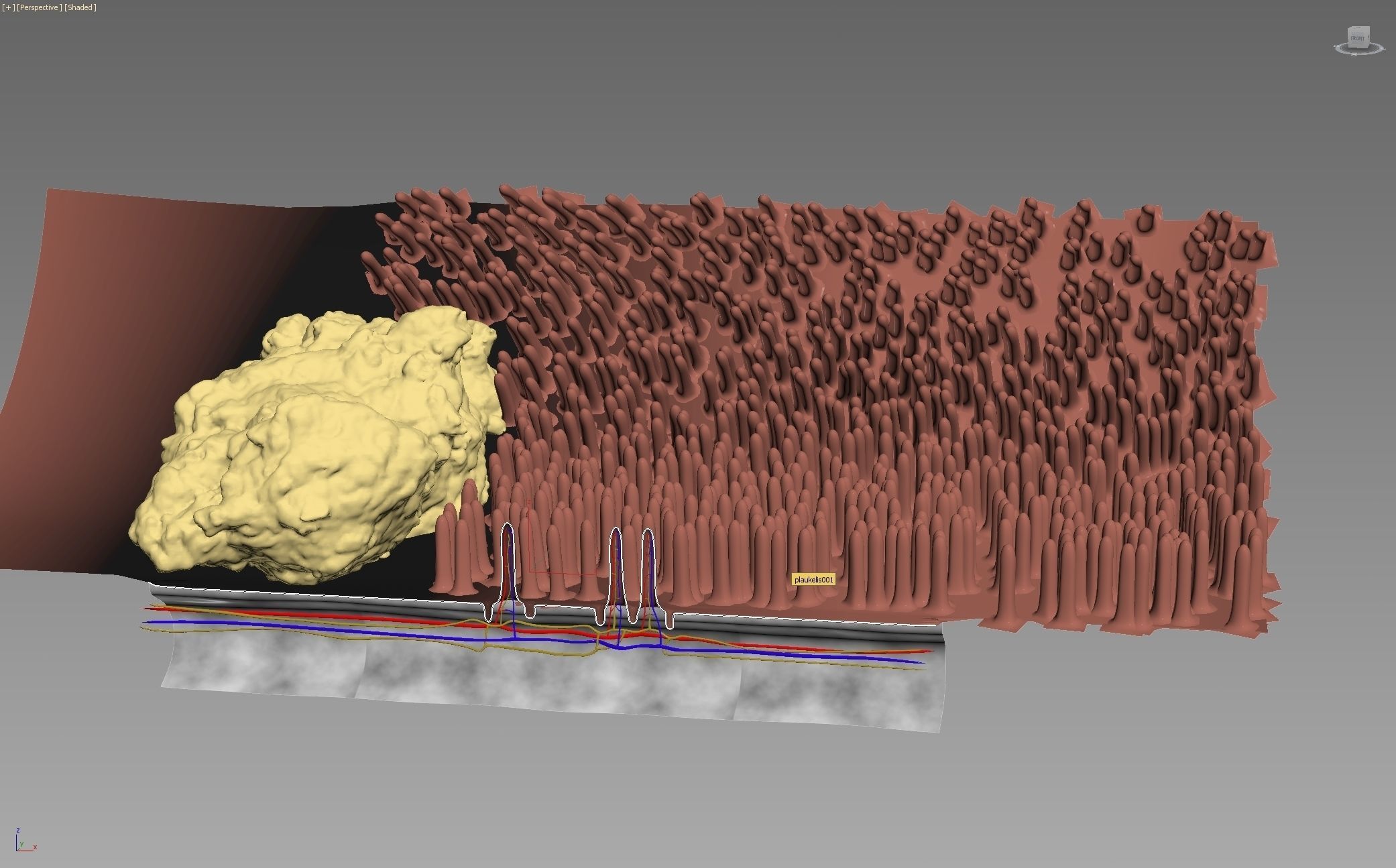 Epitel Digestive 3D model_1
