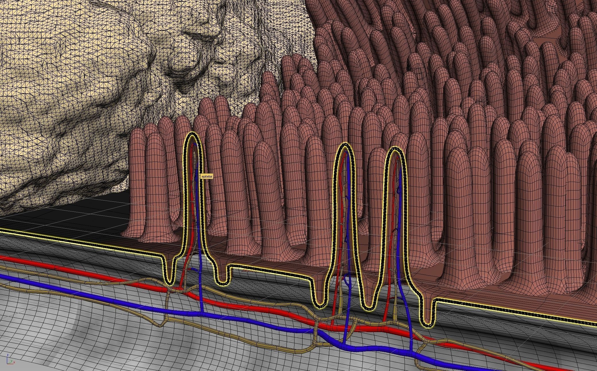 Epitel Digestive 3D model_3