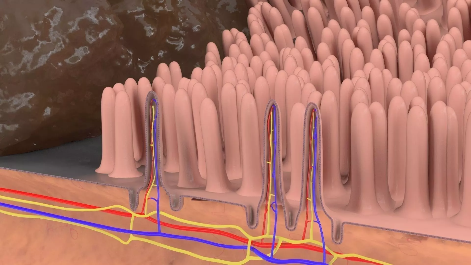 Epitel Digestive 3D model_0