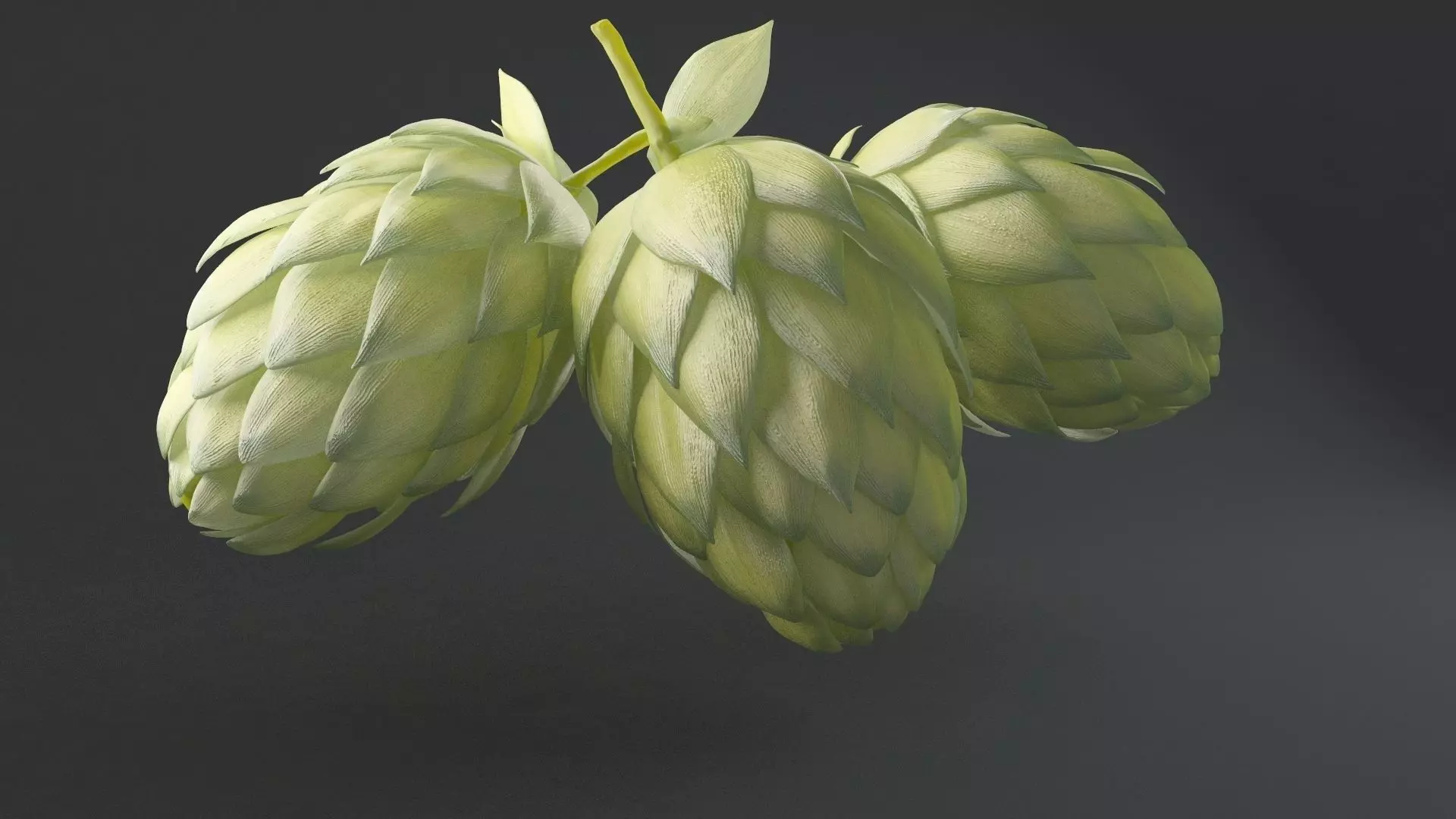 Humulus Lupulus Common Hop 3D model_0