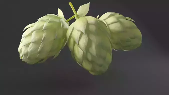 Humulus Lupulus Common Hop
