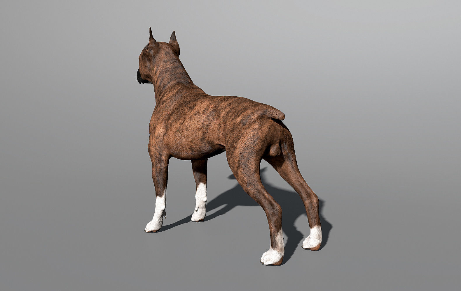 Boxer Real-Time Low-poly 3D model_17