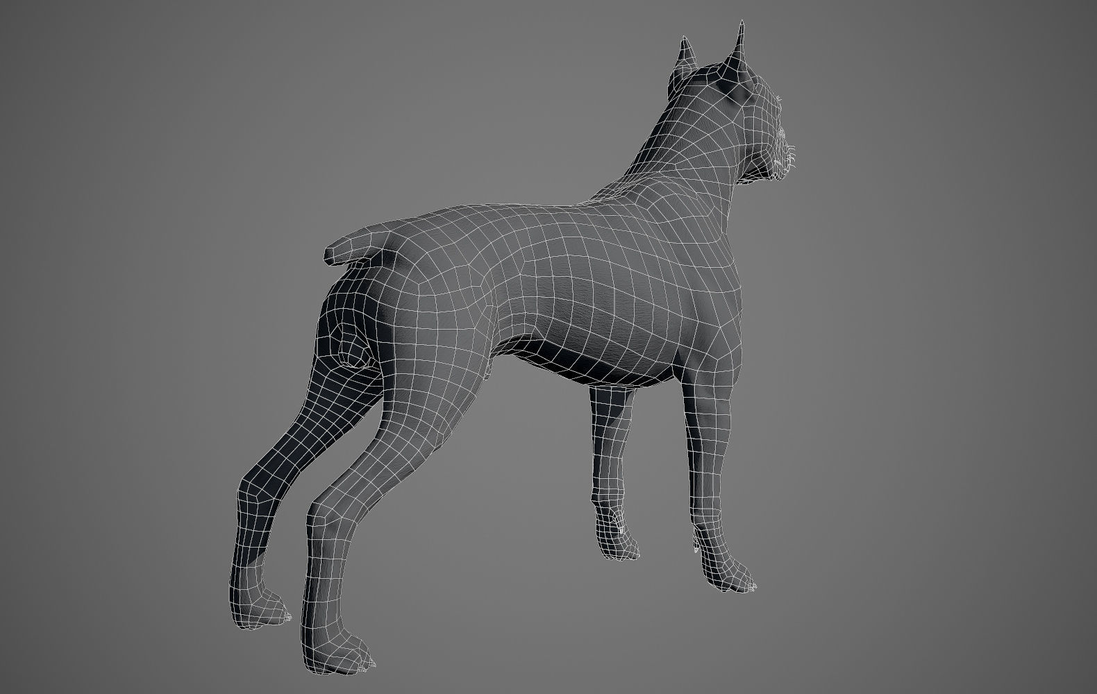 Boxer Real-Time Low-poly 3D model_26