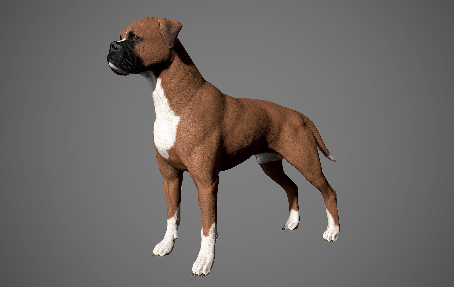 Boxer Real-Time Low-poly 3D model_18