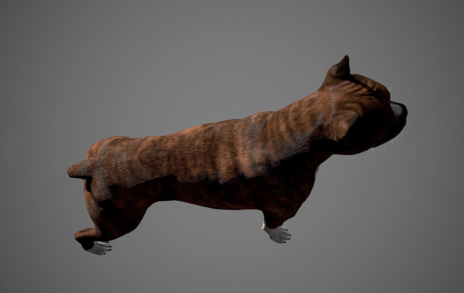 Boxer Real-Time Low-poly 3D model_9