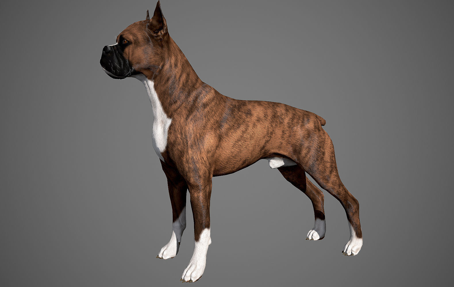 Boxer Real-Time Low-poly 3D model_4