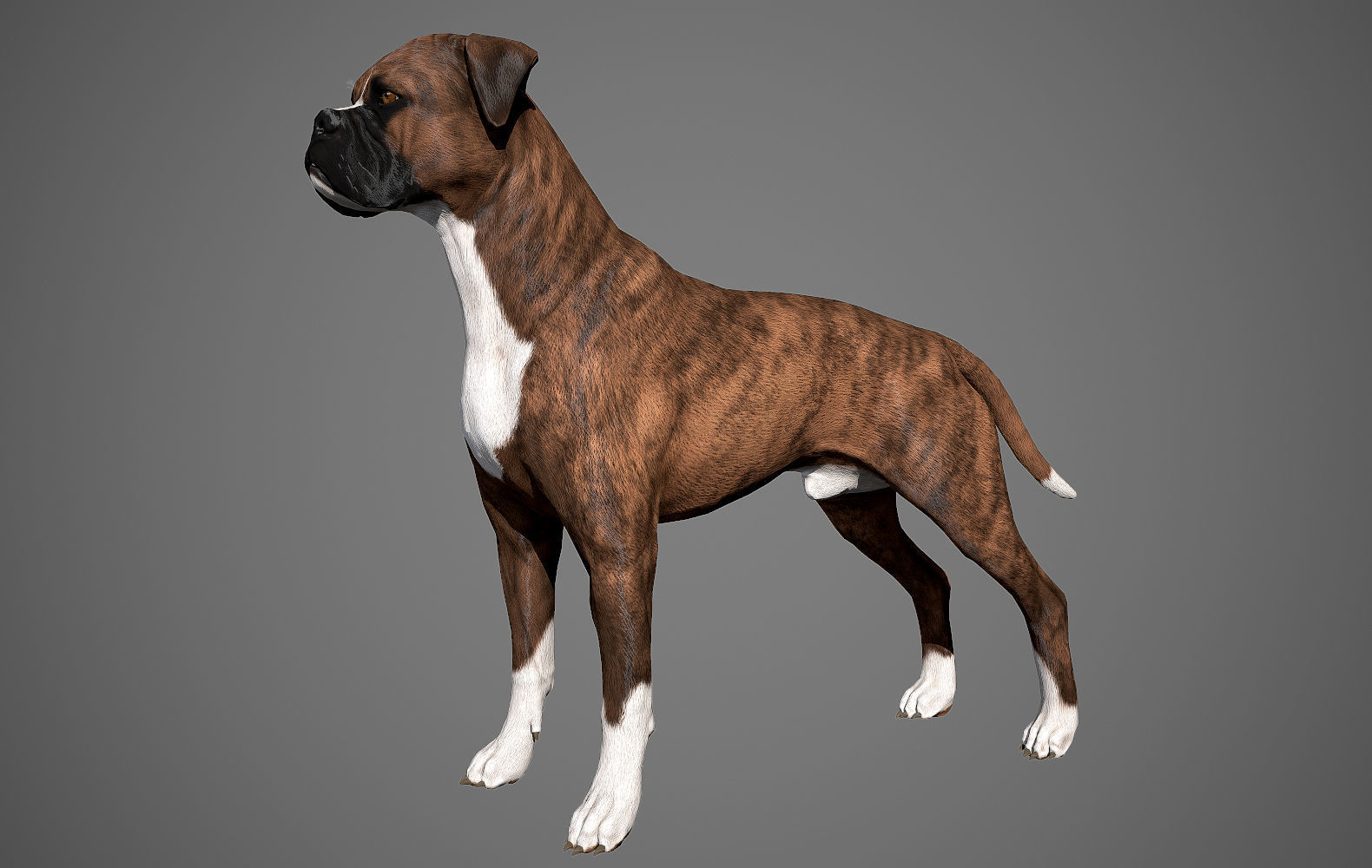 Boxer Real-Time Low-poly 3D model_24