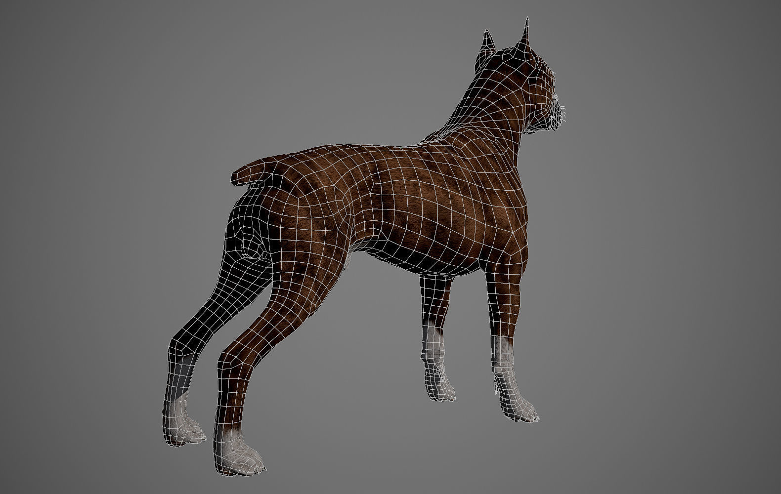 Boxer Real-Time Low-poly 3D model_28