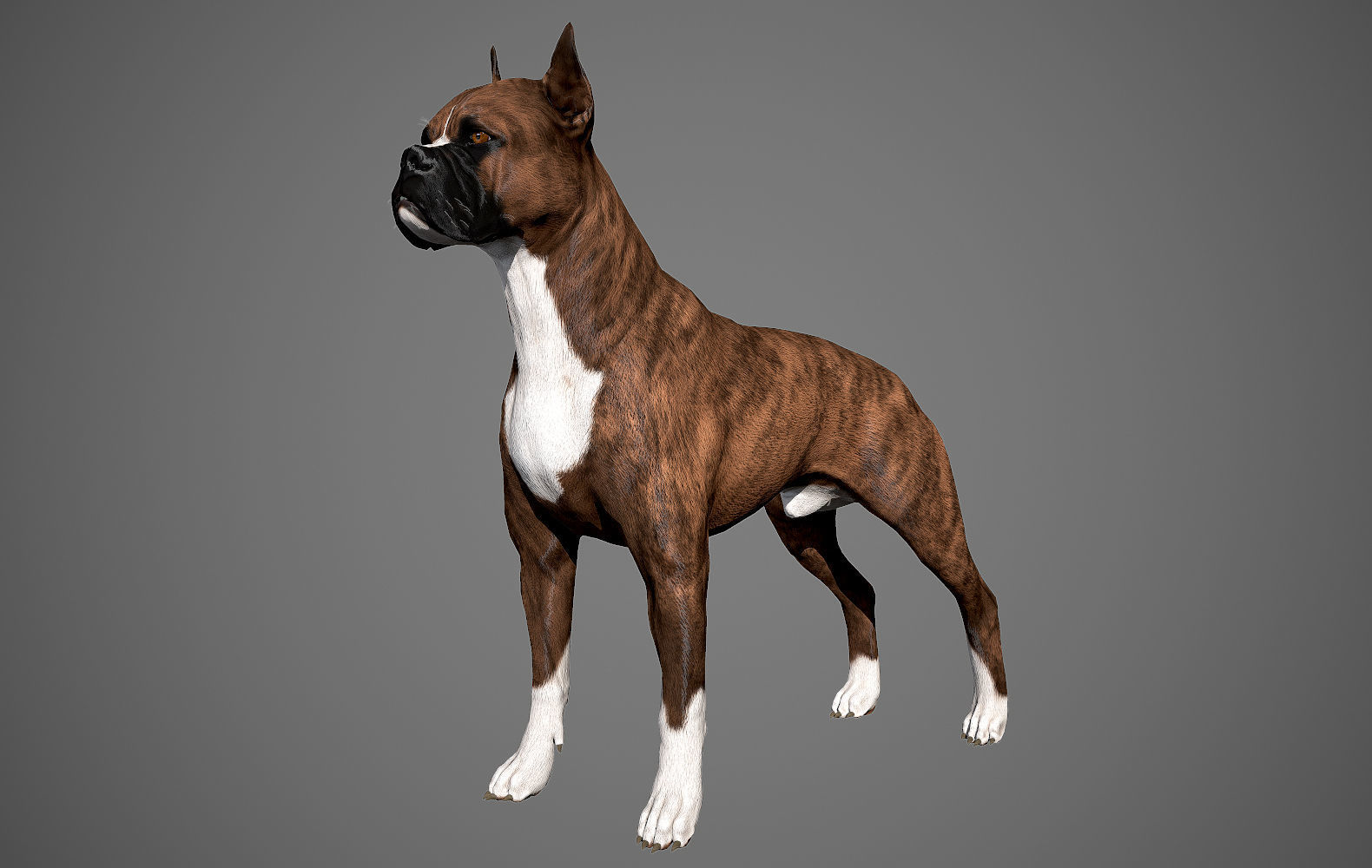 Boxer Real-Time Low-poly 3D model_2