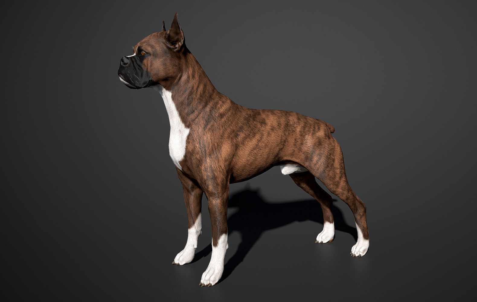 Boxer Real-Time Low-poly 3D model_14