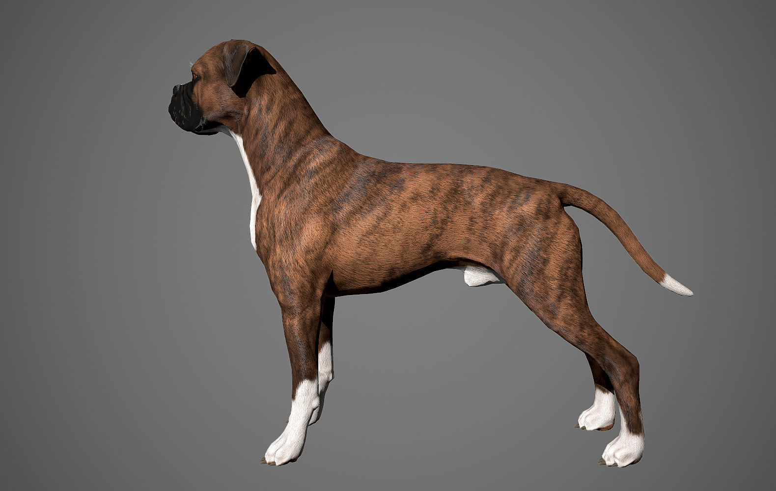 Boxer Real-Time Low-poly 3D model_23