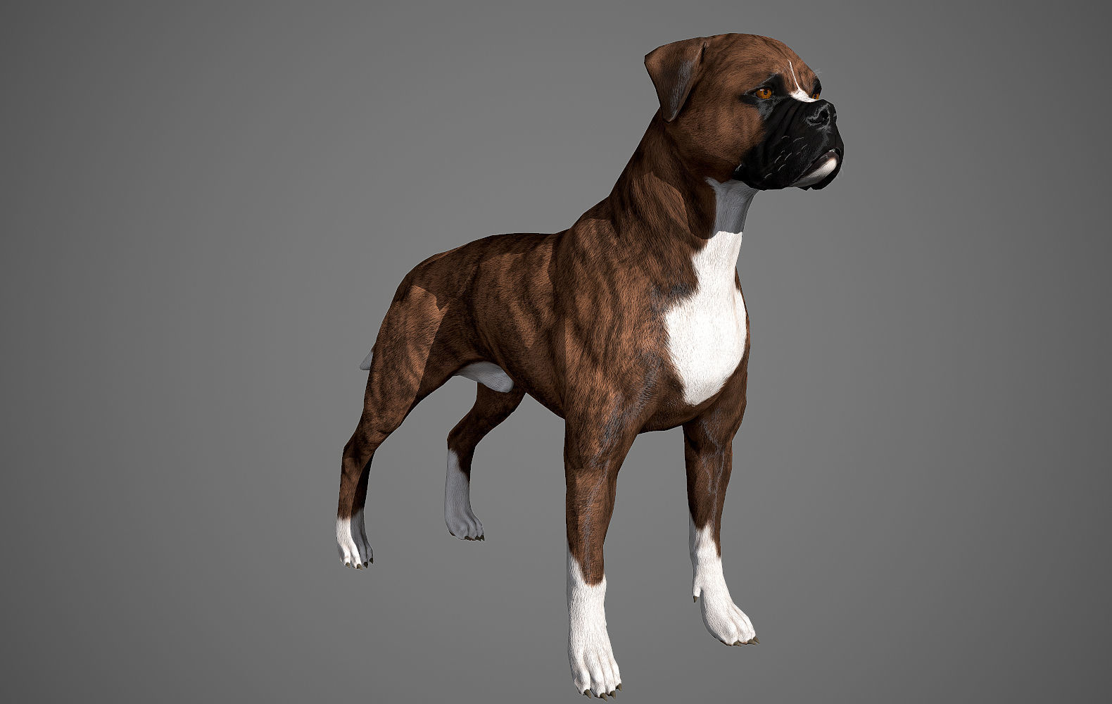Boxer Real-Time Low-poly 3D model_22