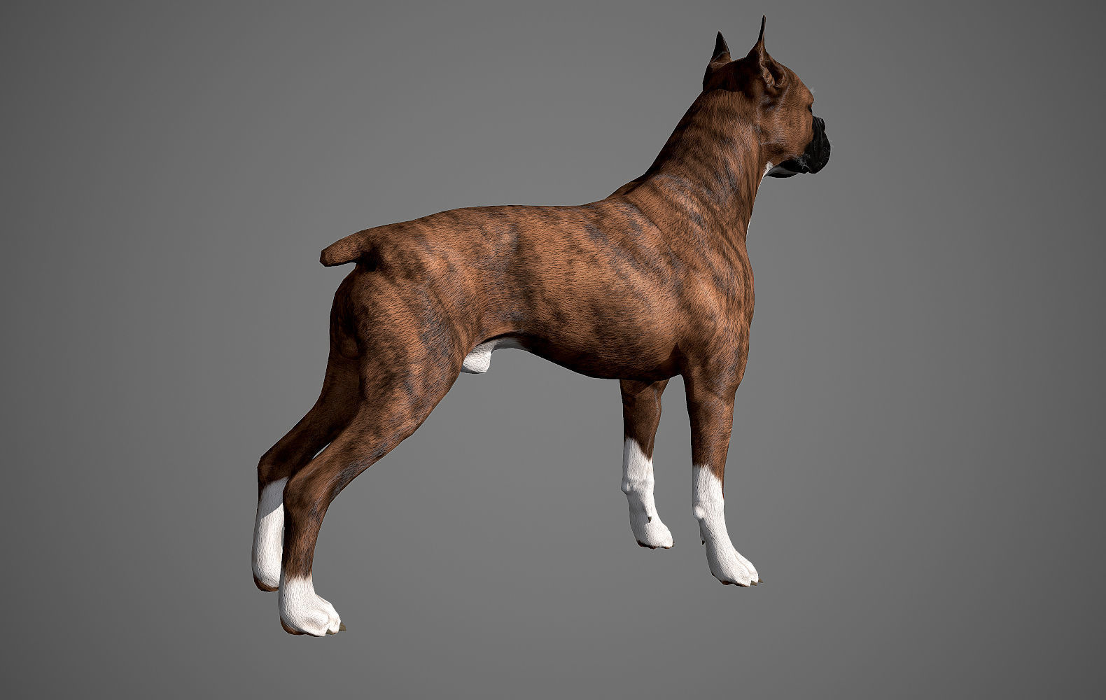 Boxer Real-Time Low-poly 3D model_8