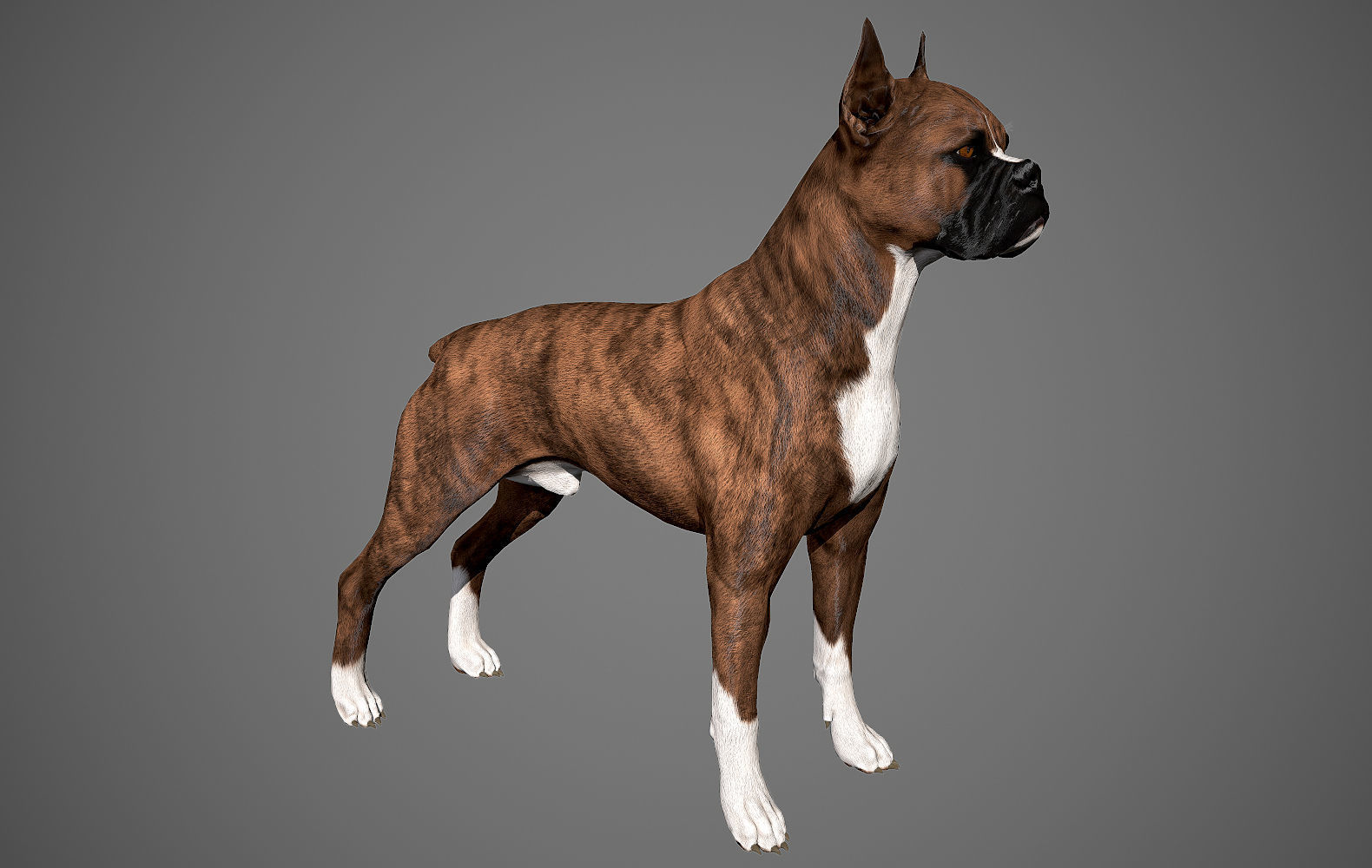 Boxer Real-Time Low-poly 3D model_7