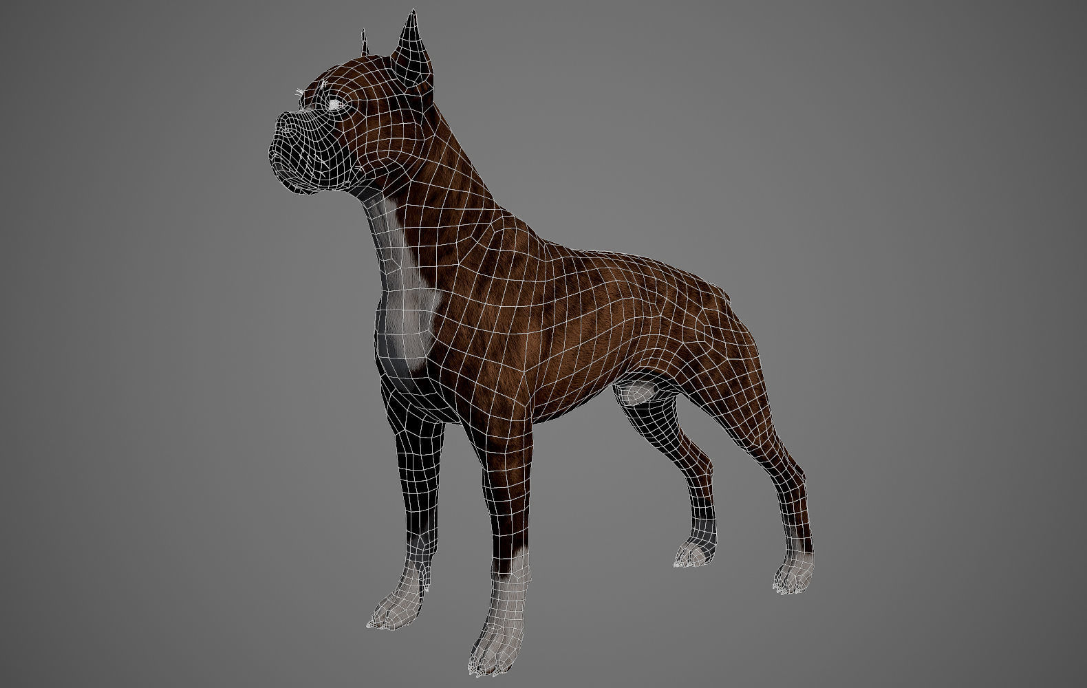 Boxer Real-Time Low-poly 3D model_27