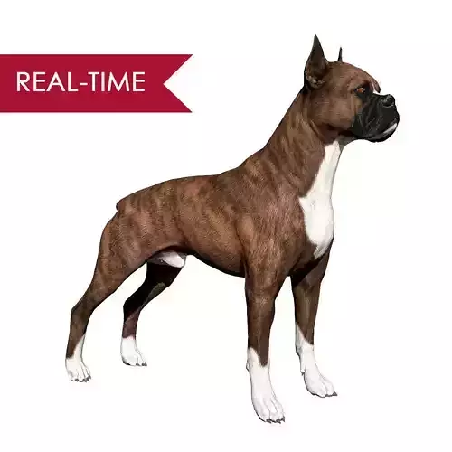 Boxer Real-Time Low-poly 3D model
