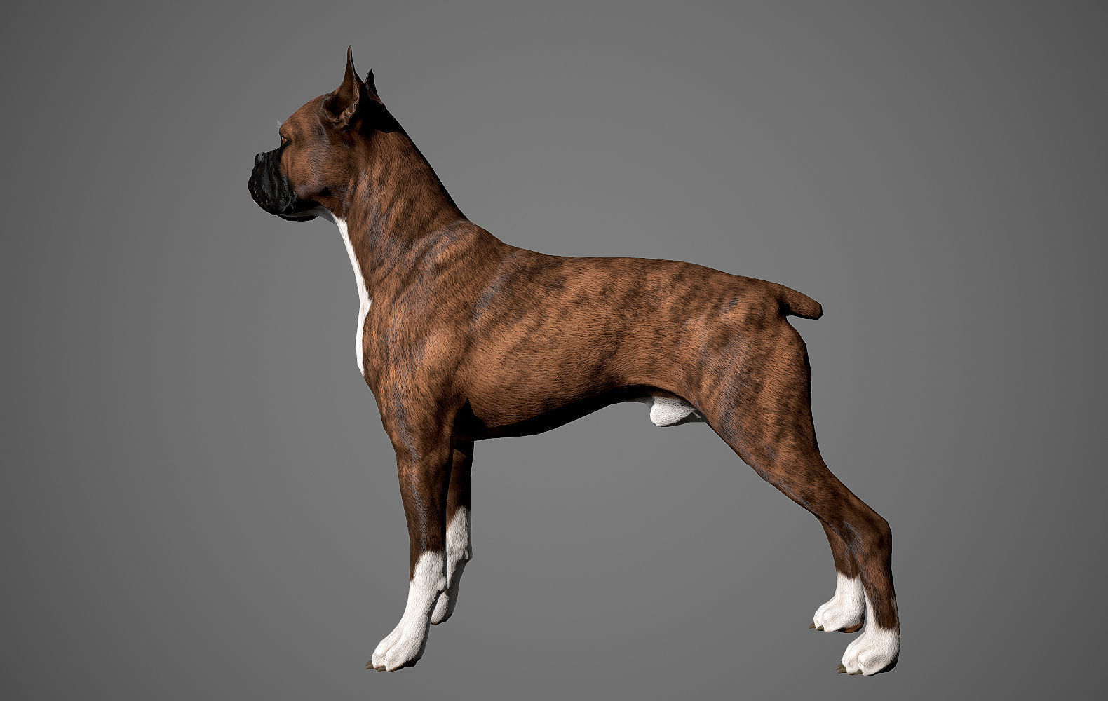 Boxer Real-Time Low-poly 3D model_3