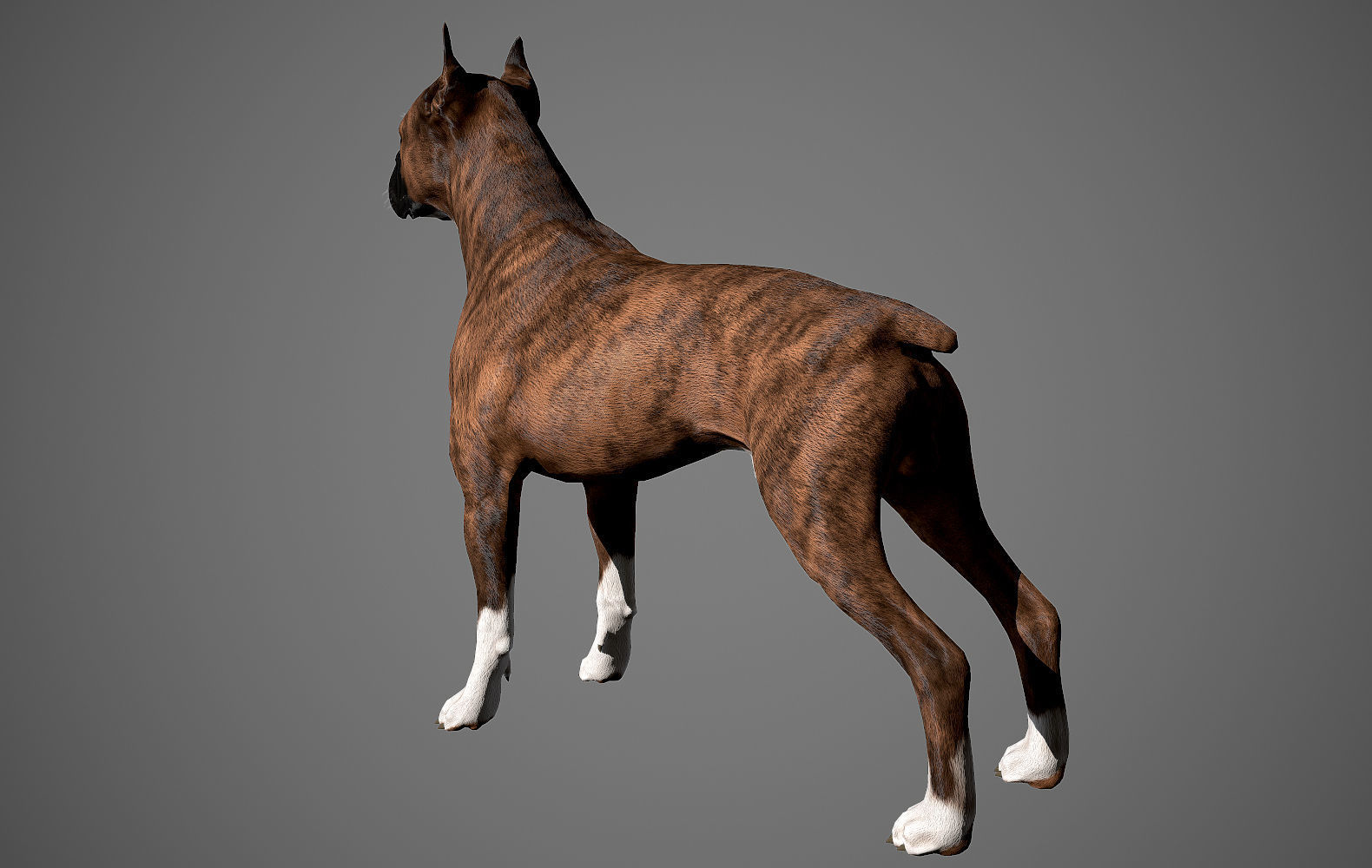 Boxer Real-Time Low-poly 3D model_5