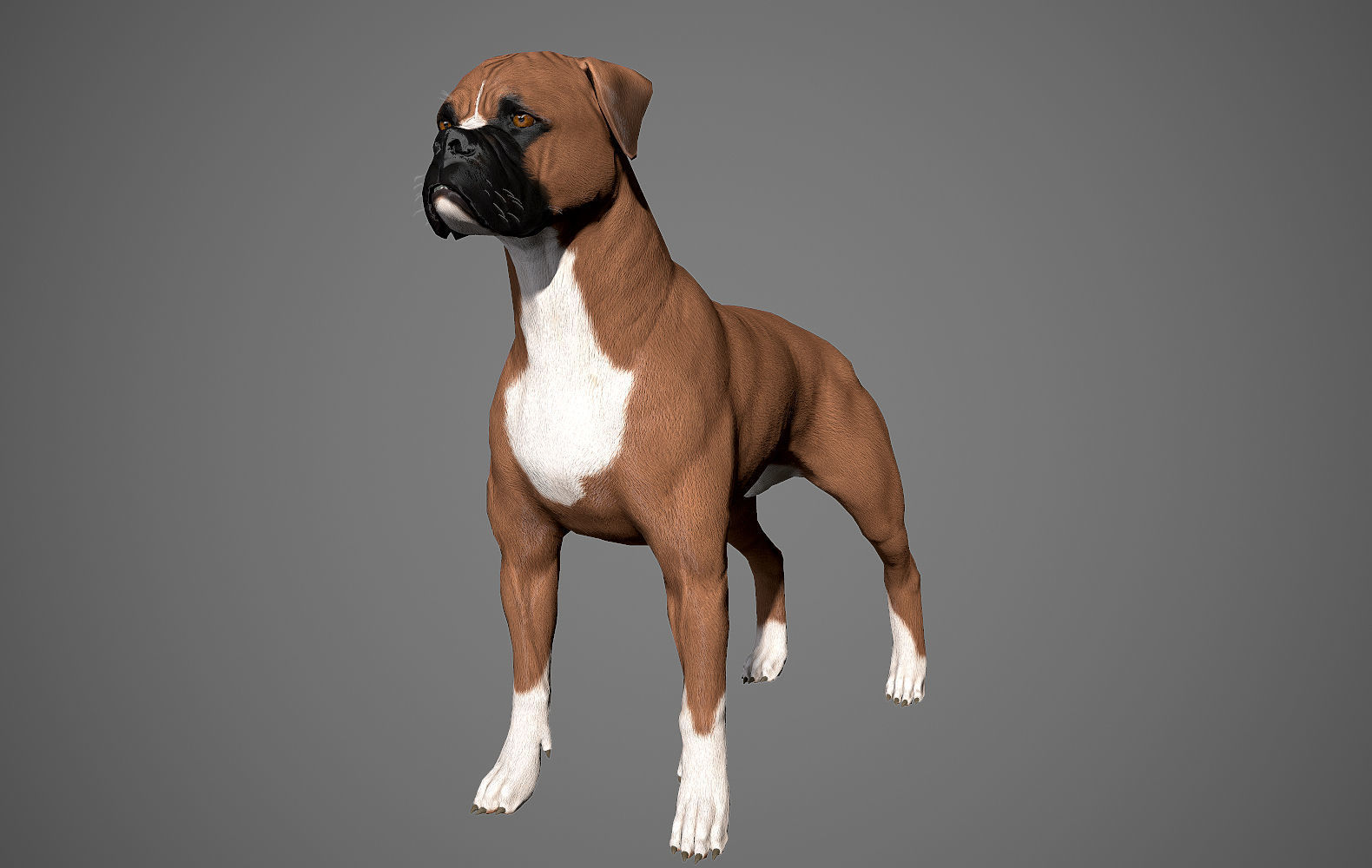 Boxer Real-Time Low-poly 3D model_19