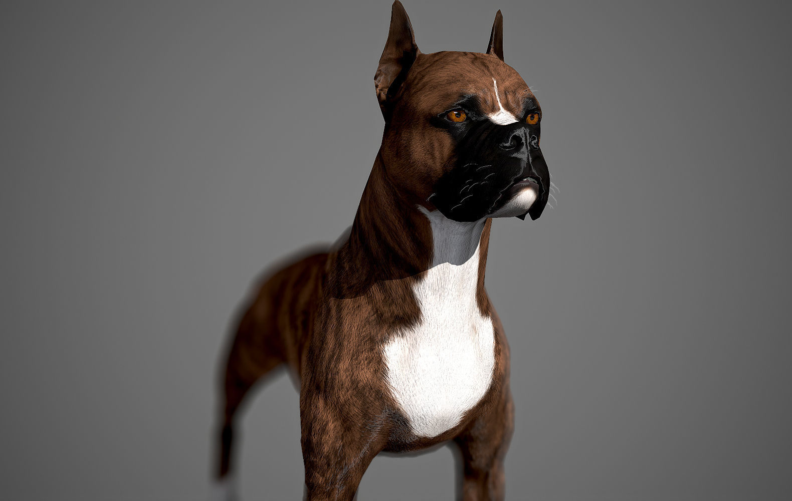 Boxer Real-Time Low-poly 3D model_11