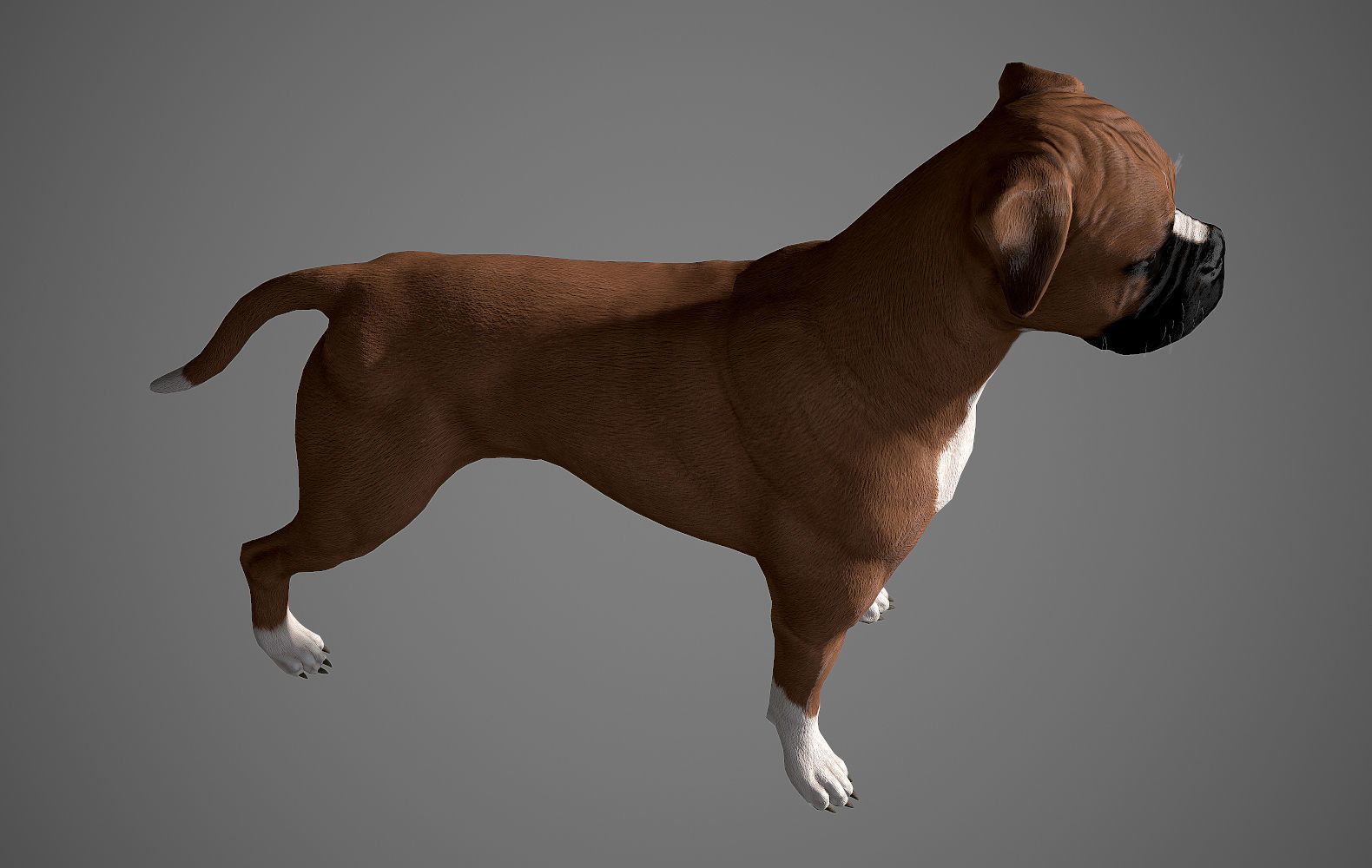 Boxer Real-Time Low-poly 3D model_21