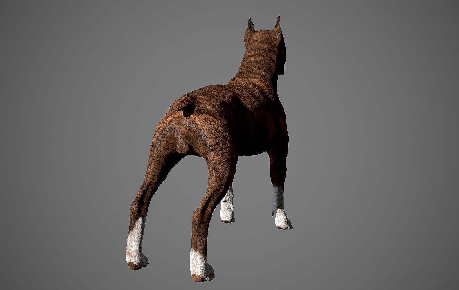 Boxer Real-Time Low-poly 3D model_6